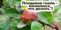 Рекомендации садоводам: как защитить урожай от плодовой монилиоза - Урванский муниципальный район