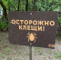 В Новосибирской области выявили 80 случаев энцефалита и 60 боррелиоза - Gorsite.Ru