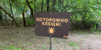 В Новосибирской области выявили 80 случаев энцефалита и 60 боррелиоза - Gorsite.Ru