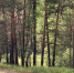В Брянской области стартовала акция «Сохраним лес» - БрянскToday.Ru