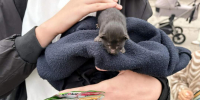 котенок - V-Kurse.Ru