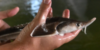 В Парабельском районе Томской области судят браконьера на мопеде - Комсомольская Правда