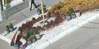 Мэр Курска опубликовал видео женщины, которая уничтожила клумбы на улице Ленина - Друг для Друга