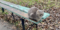 В начале недели в Удмуртии ожидаются кратковременные дожди - Сусанин