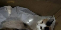 В Рязани с 8‑го этажа сбросили в пакете кошку - ИА Малая Родина
