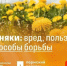 Сорняки на даче: какие растения опасны и как с ними бороться — советы ПНИПУ - Газета Родионово-Несветайский вестник