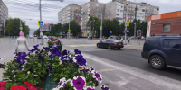 Цветы на Книповича - ИА Nord-News.Ru
