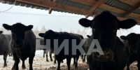 Калужские фермеры кратно увеличили производственные показатели с помощью господдержки - Телерадиокомпания Ника