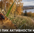 В Липецкой области начался осенний пик активности клещей: с начала сезона пострадали 4 837 человек - Газета Задонская правда
