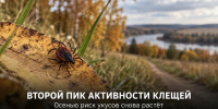 В Липецкой области начался осенний пик активности клещей: с начала сезона пострадали 4 837 человек - Газета Задонская правда