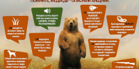 Осторожно, медведь! - Министерство природных ресурсов и экологии