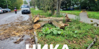 Пять деревьев рухнуло в Калуге за выходные - Телерадиокомпания Ника