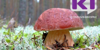 Погода в Коми 8 сентября: местами дождь, +13...+18°С - ИА Комиинформ