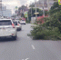 Сильный ветер ломает деревья во Владивостоке (ФОТО) - NewsVl.Ru