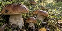 Грибники — скрытые лудоманы, заявили психологи - Елизовское городское поселение