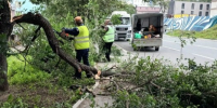 Упавшие в результате непогоды деревья и ветки убирают во Владивостоке - Администрация г. Владивостока