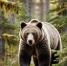 Осторожно, медведи!. - Козульский район
