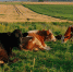 В Бурятии введут режим повышенной готовности из-за вспышки заразного узелкового дерматита в Иркутской области - ИА Байкал Медиа Консалтинг