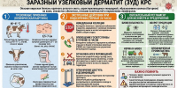 Как определить у скота узелковый дерматит, рассказали специалисты - ВостокТелеИнформ