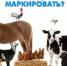 Информация владельцам животных, в том числе птицы, по маркированию - Заветинский район