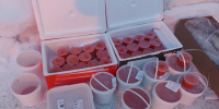 В Мурманске изъяли крупную партию нелегальной рыбной продукции - Вечерний Мурманск