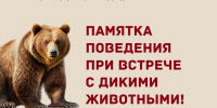 Правила поведения при встрече с дикими животными. - Каратузский район