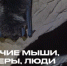 В Екатеринбурге открывается выставка о краснокнижных летучих мышах – по материалам исследований Минприроды    - Министерство природных ресурсов