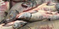 В кете из реки в Долинском районе нашли паразитов - News.Astv.Ru