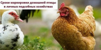 Учёт птицы в личных подсобных хозяйствах: порядок, сроки и ответственность - Городской округ