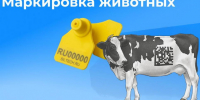 Маркирование и учет животных - Камешкирский район