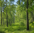 Спрятавшегося за деревом охотника приняли за косулю и застрелили в Якутии - Сетевое издание Толк