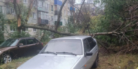 Упавшее в Сызрани дерево повредило легковые автомобили - КТВ-ЛУЧ
