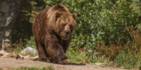 В Братске медведя заметили в популярном месте отдыха горожан - Baikal24.Ru
