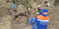 Под Красным Бором поисковики подняли останки 13 защитников Ленинграда - Петербургский дневник