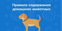 ВНИМАНИЮ владельцев собак! - Мезенский район