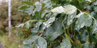 В Магадане +3, +5°C, впереди дожди - Газета Магаданская правда