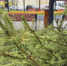 В Магадане в сквере им. Романа Воронова появились сибирские ели - Мэрия города Магадана