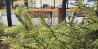 В Магадане в сквере им. Романа Воронова появились сибирские ели - Kolyma.Ru