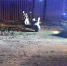 В Бурятии двое 13-летних подростков опрокинулись на электроскутере - Газета Номер один