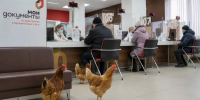 В России предложили отменить обязательный учет домашней птицы для личных нужд - KU66.Ru