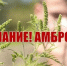 Внимание! Амброзия! - Администрация Мостовского гп