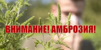 Внимание! Амброзия! - Администрация Мостовского гп
