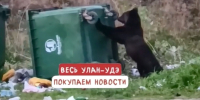 Медведи атакуют Кабанский район Бурятии - Infpol.Ru