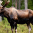 Биолог Павел Глазков рассказал, как избежать столкновения с лосем на трассе - Spbdnevnik.ru