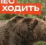 В лес не ходить! Там медведи!. - Козульский район