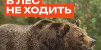 В лес не ходить! Там медведи!. - Козульский район