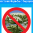 Совместная борьба с борщевиком. - Администрация района
