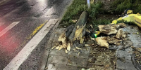 В Самаре дерево упало на 13-летнюю девочку - Волга Ньюс