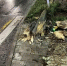 В Самаре дерево упало на 13-летнюю школьницу - TltGorod.Ru