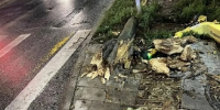 В Самаре дерево упало на 13-летнюю школьницу - TltGorod.Ru